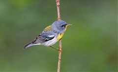 Northern Parula